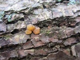 Myxarium nucleatum image