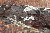 Byssomerulius corium image
