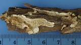 Byssomerulius corium image