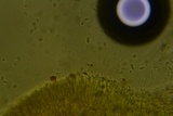 Byssomerulius corium image