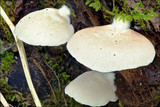 Crepidotus mollis image