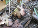 Geastrum pectinatum image