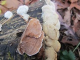 Gloeoporus dichrous image