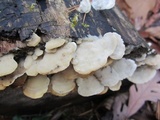 Gloeoporus dichrous image