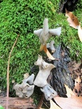 Helvella latispora image