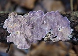 Skeletocutis lilacina image