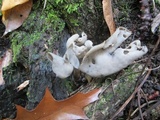Helvella latispora image