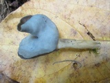 Helvella latispora image