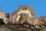 Skeletocutis lilacina image