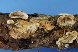 Skeletocutis lilacina image