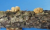 Skeletocutis lilacina image