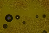 Skeletocutis lilacina image