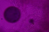 Skeletocutis lilacina image