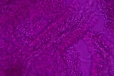 Skeletocutis lilacina image