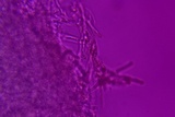 Skeletocutis lilacina image