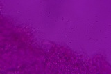 Skeletocutis lilacina image