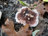 Hydnellum concrescens image