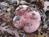 Hygrophorus russula image