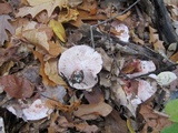 Hygrophorus russula image