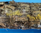 Mucronella flava image