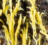 Mucronella flava image