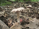 Laccaria ochropurpurea image