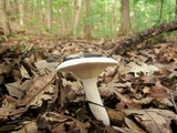 Lactarius piperatus image