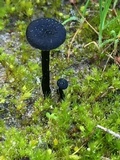 Arrhenia chlorocyanea image