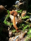 Flammulaster muricatus image