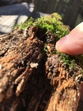 Flammulaster muricatus image