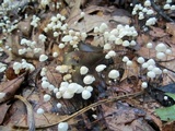 Marasmius capillaris image