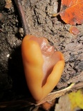Otidea auricula image