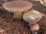 Image of Tylopilus cyanogranulifer