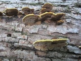 Phellinus gilvus image