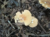 Polyporus radicatus image