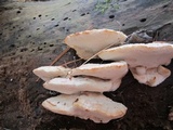 Postia fragilis image