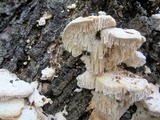 Sarcodontia pachyodon image