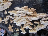 Sarcodontia pachyodon image