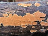 Steccherinum ochraceum image