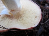 Suillus weaverae image