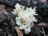 Sebacina sparassoidea image