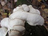 Trichaptum abietinum image