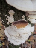 Trichaptum abietinum image
