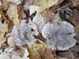 Tricholoma acris image