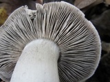 Tricholoma acris image
