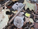 Tricholoma acris image