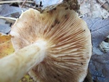 Tricholoma pessundatum image