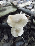 Clitocybe trulliformis image