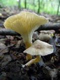 Clitocybe trulliformis image