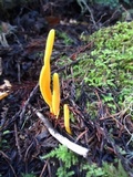 Clavulinopsis laeticolor image